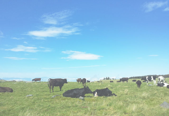 草原と牛